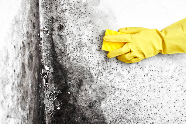 Best White Mold Remediation in Turner, OR
